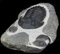 Hollardops Trilobite With Barrandeops #32481-1